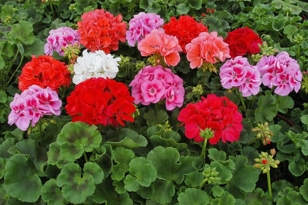 Geranium