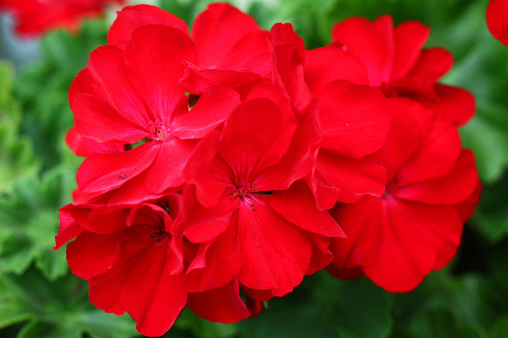 Geranium