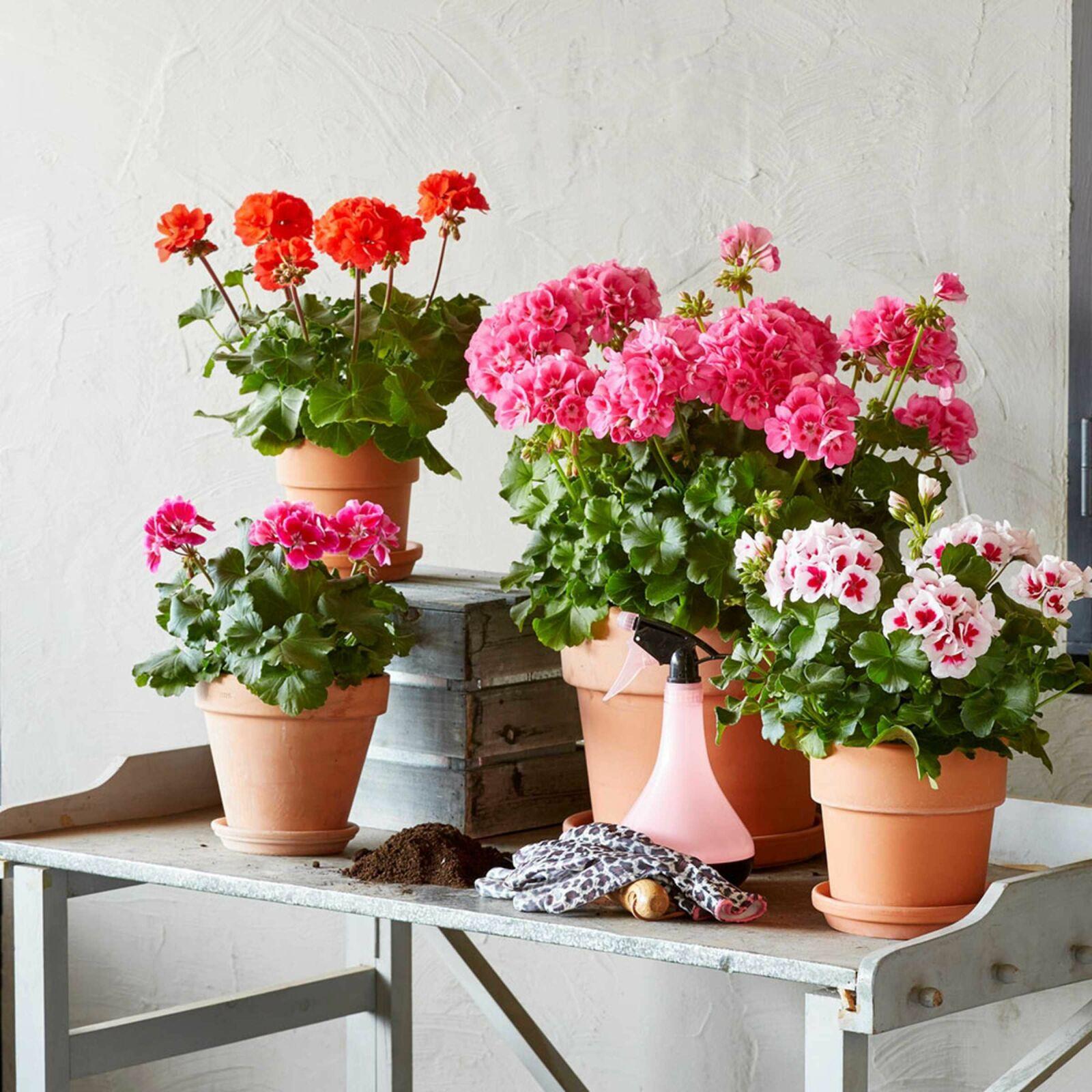 Geranium