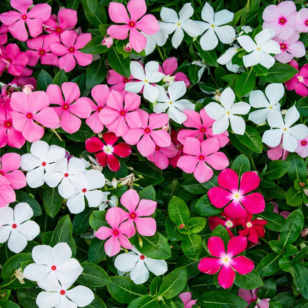 Vinca