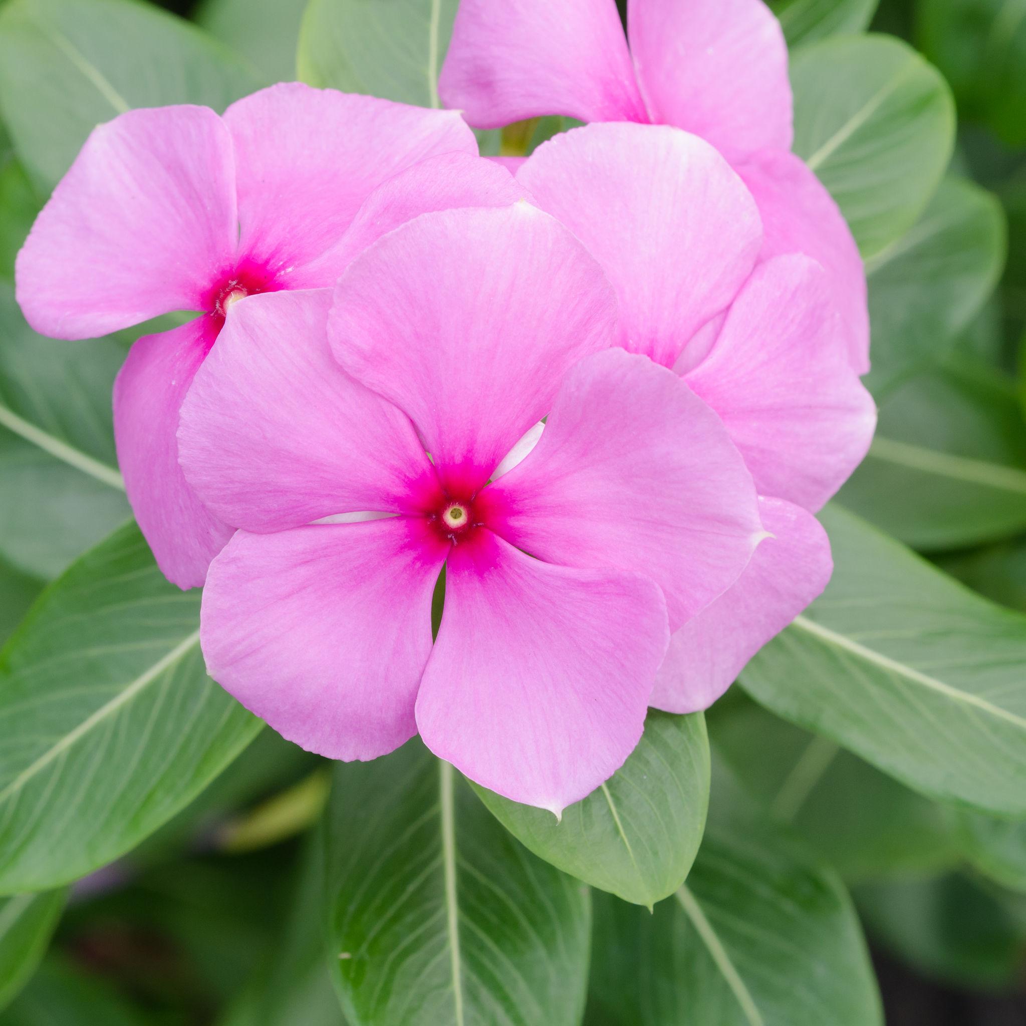 Vinca