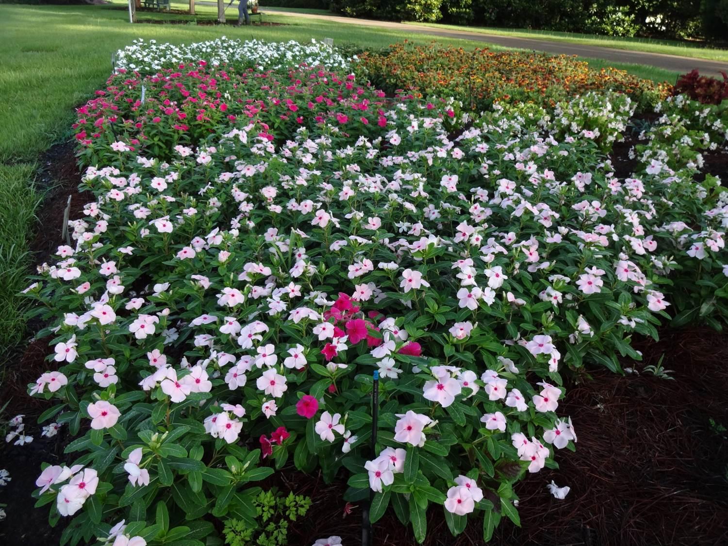 Vinca