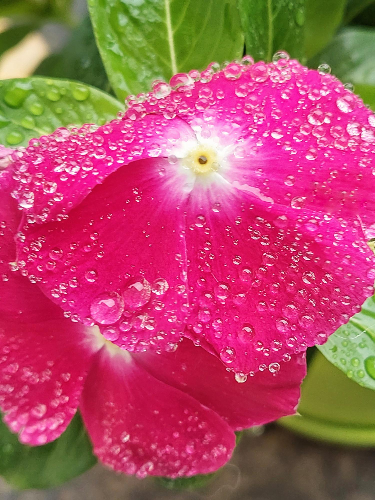 Vinca