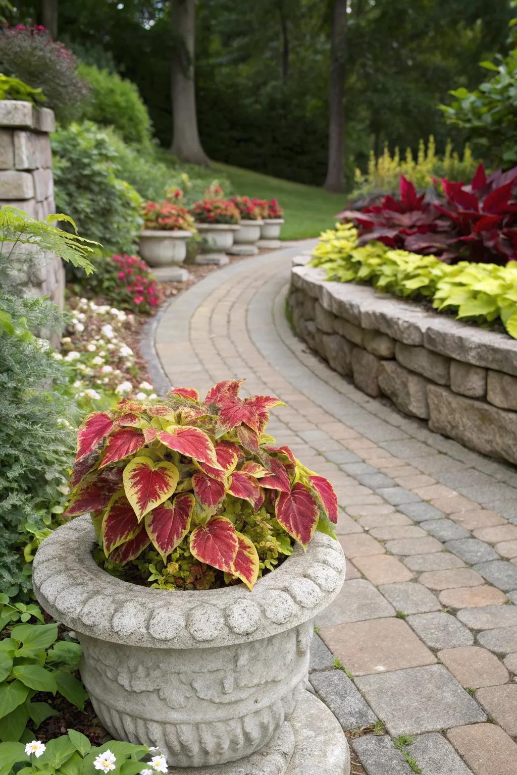 Coleus