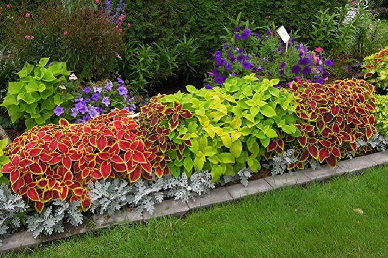 Coleus