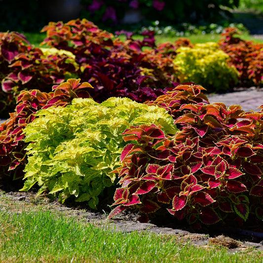 Coleus