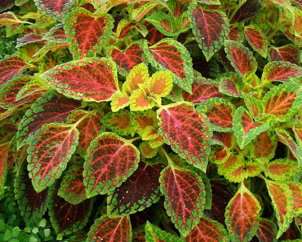Coleus