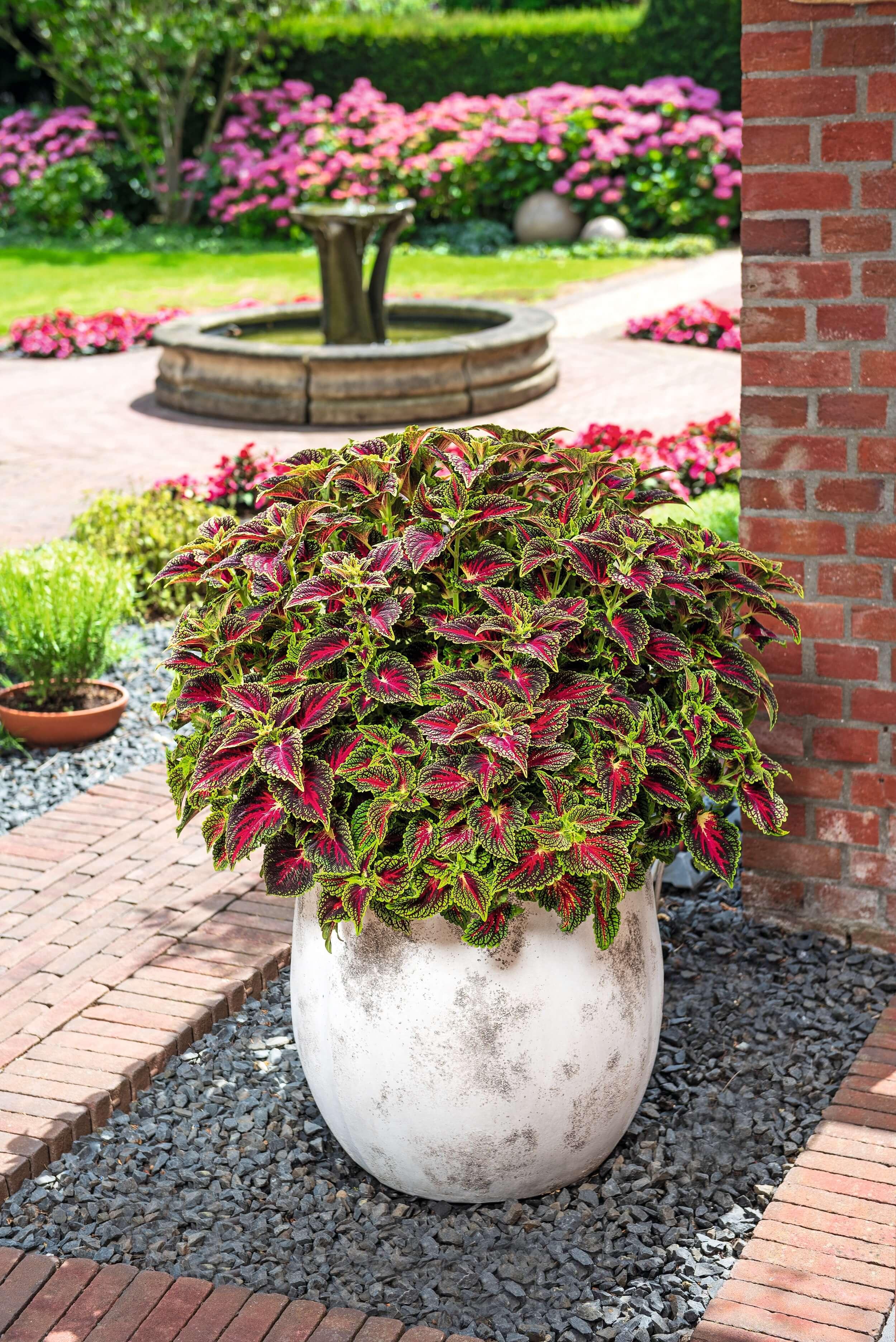 Coleus