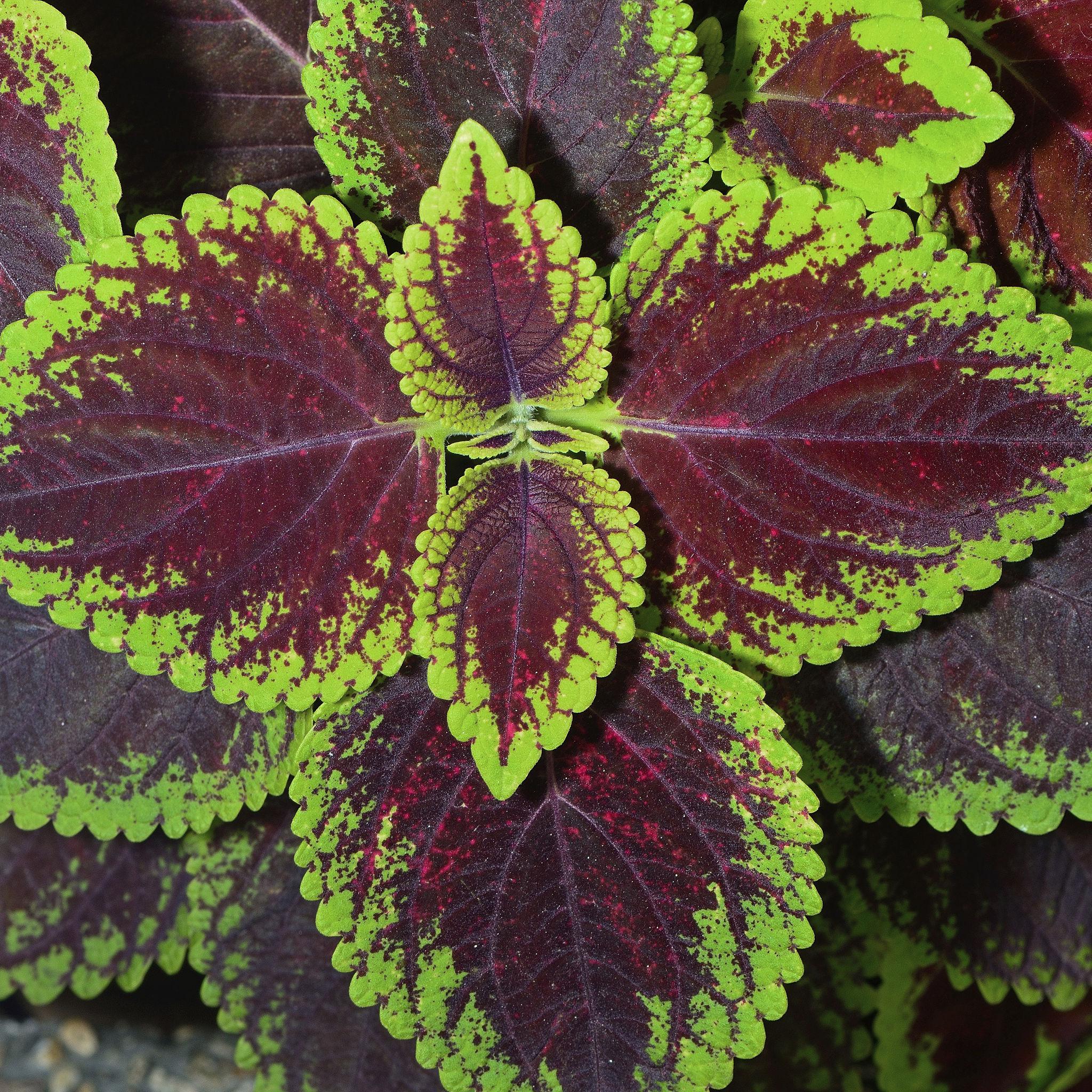 Coleus