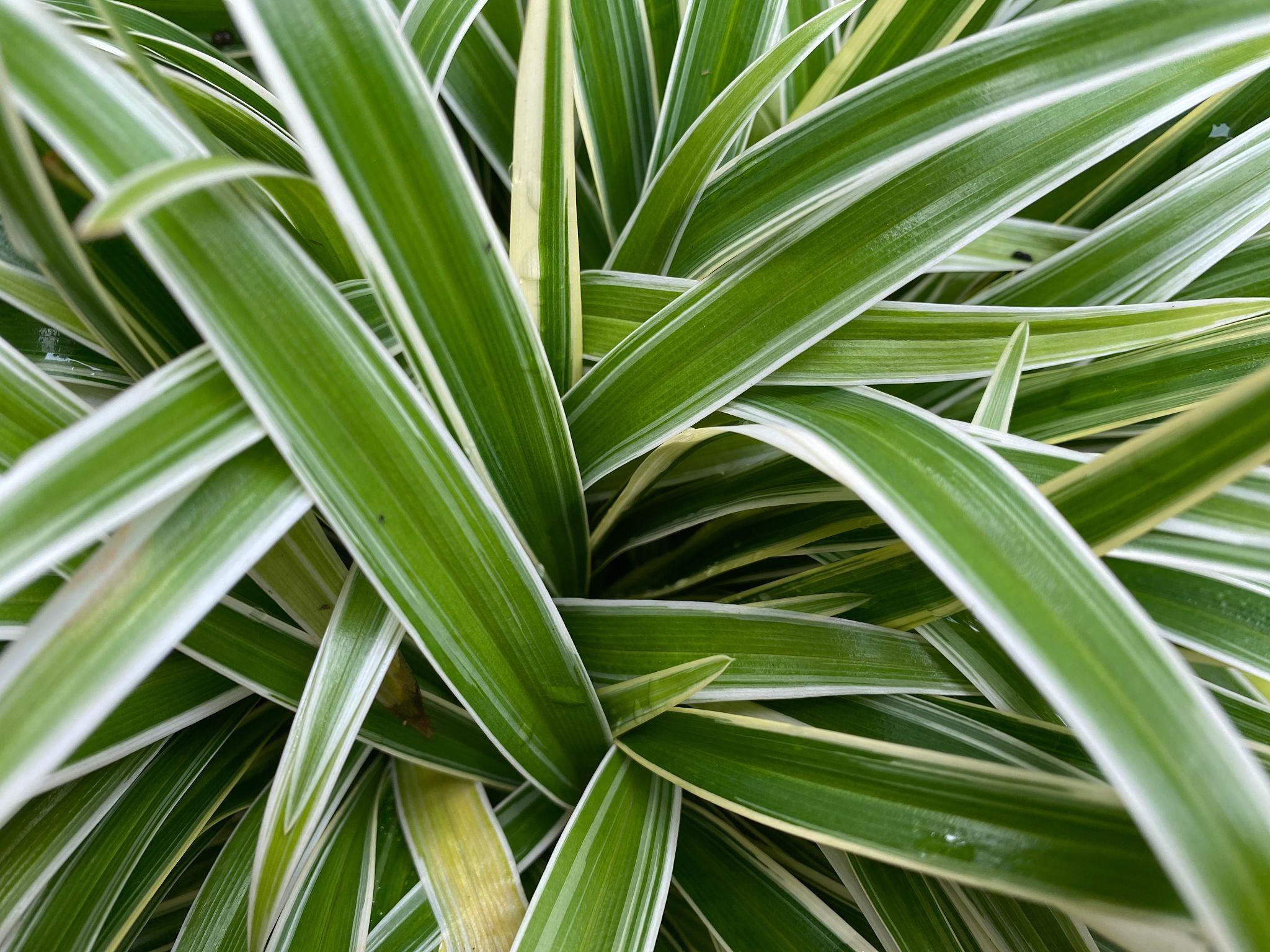 Spider Plant