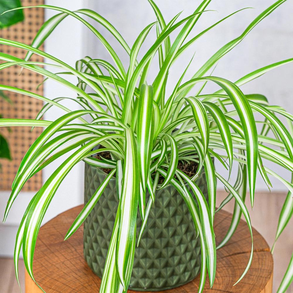 Spider Plant