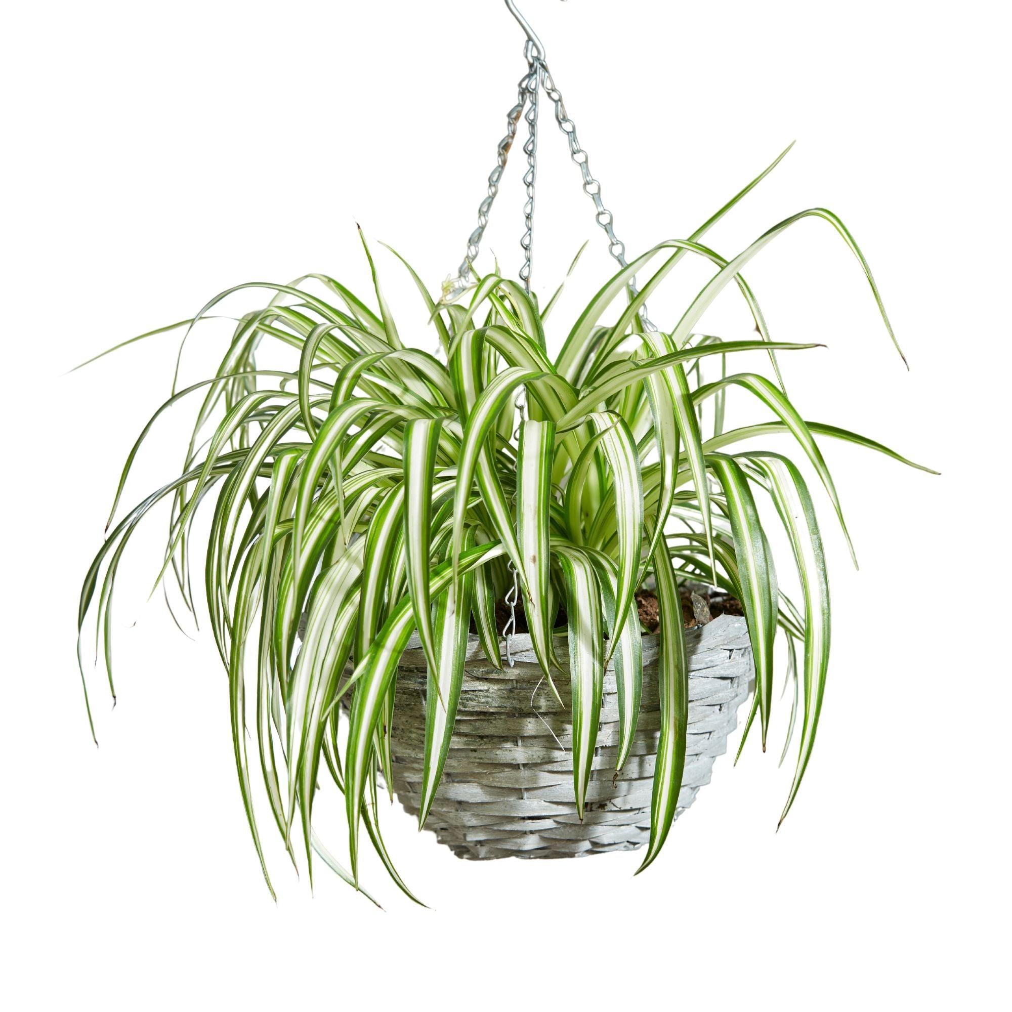Spider Plant