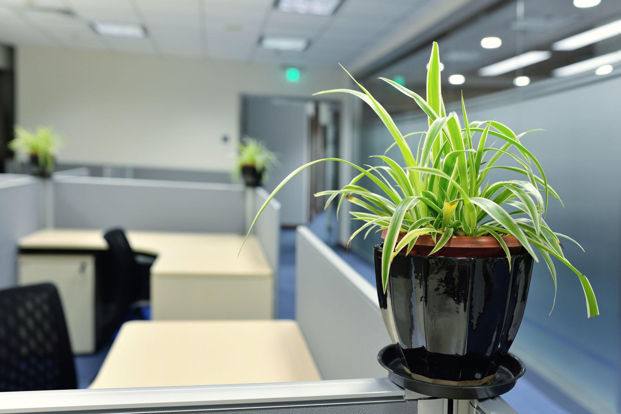 Spider Plant