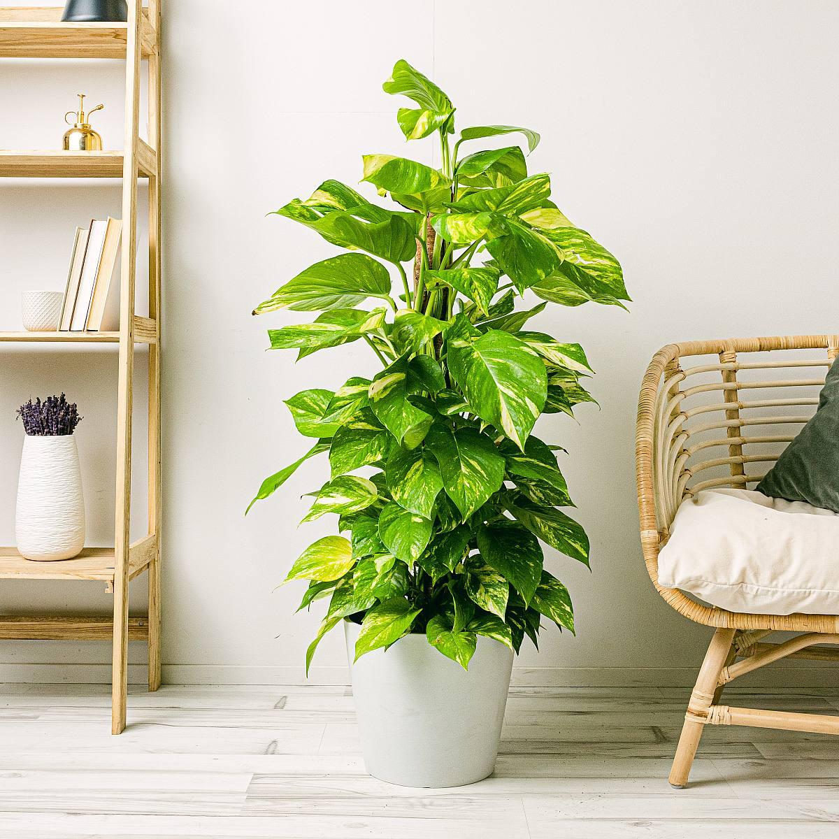 Money Plant