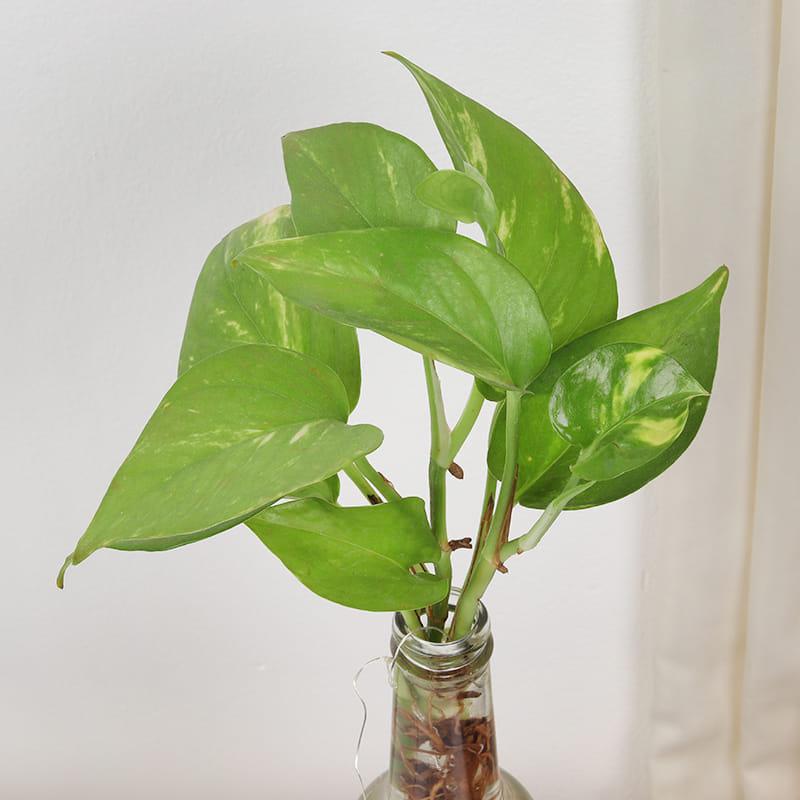 Money Plant