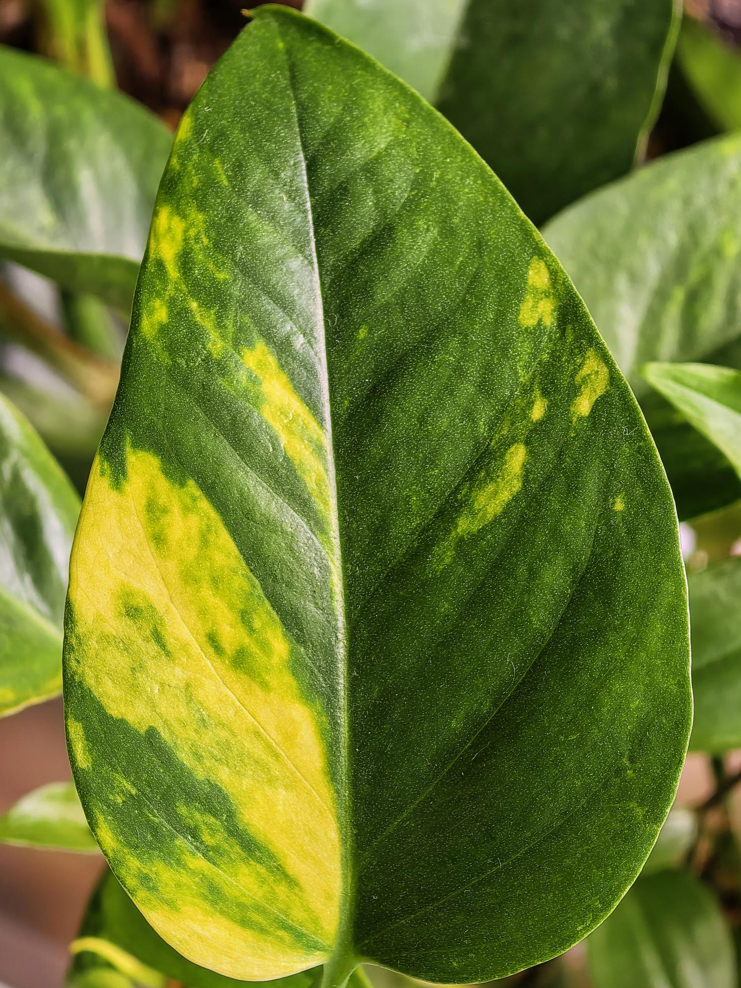 Money Plant