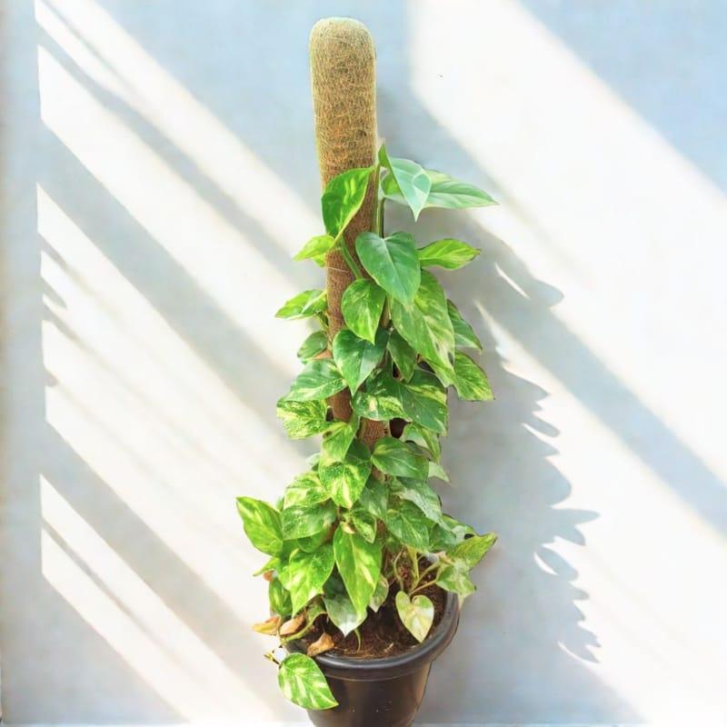 Money Plant