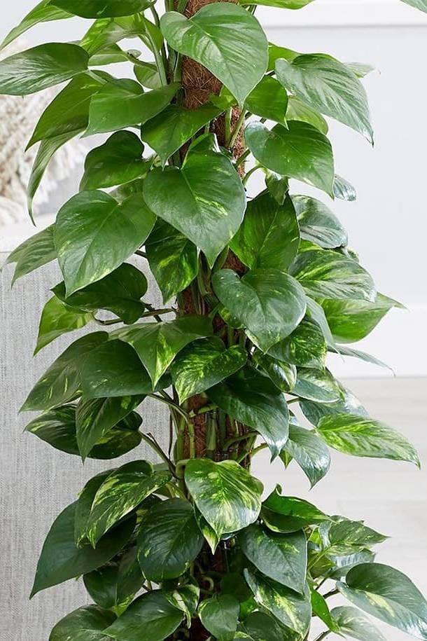 Money Plant