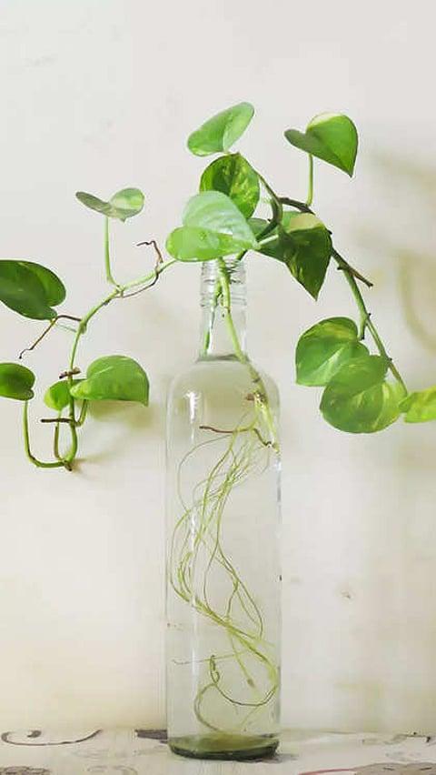 Money Plant