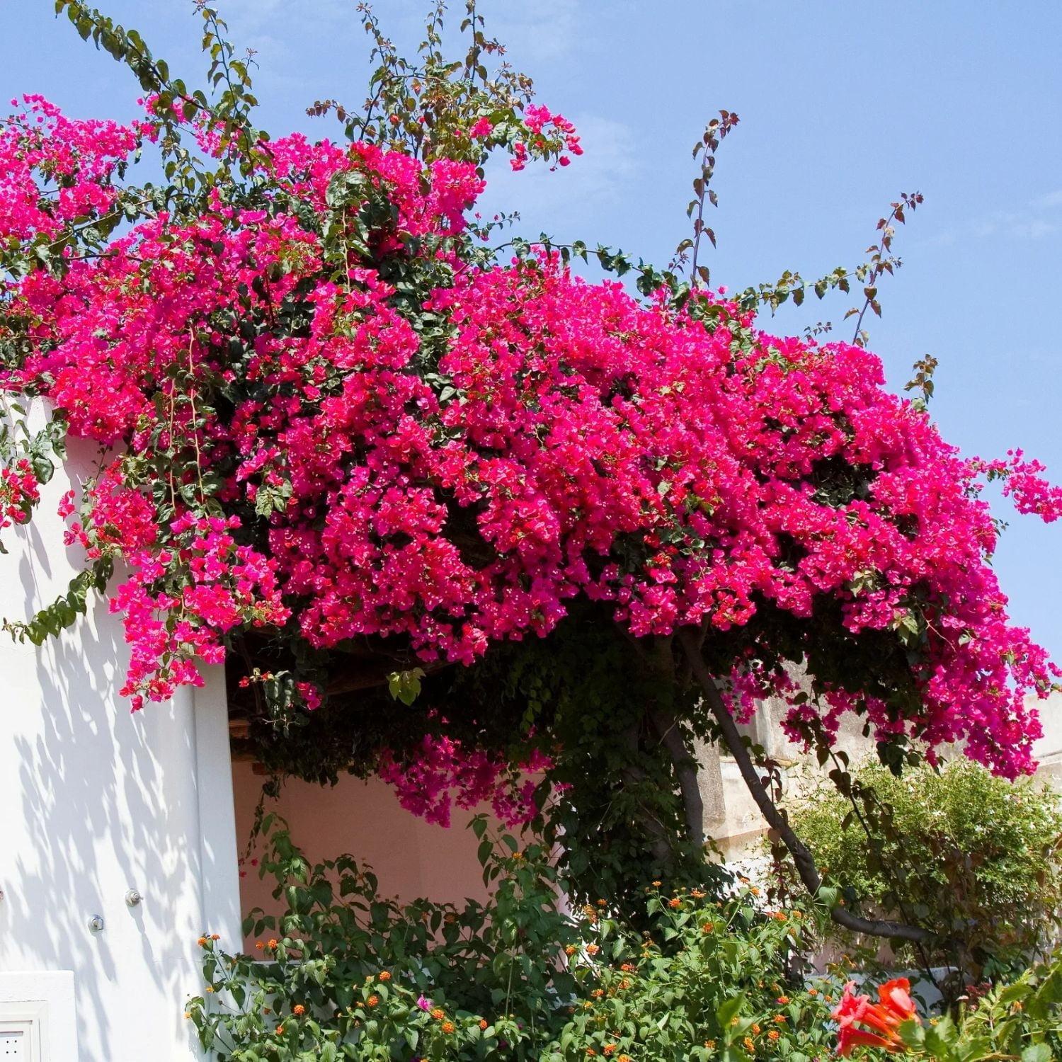 Bougainvillea (multiple colors)