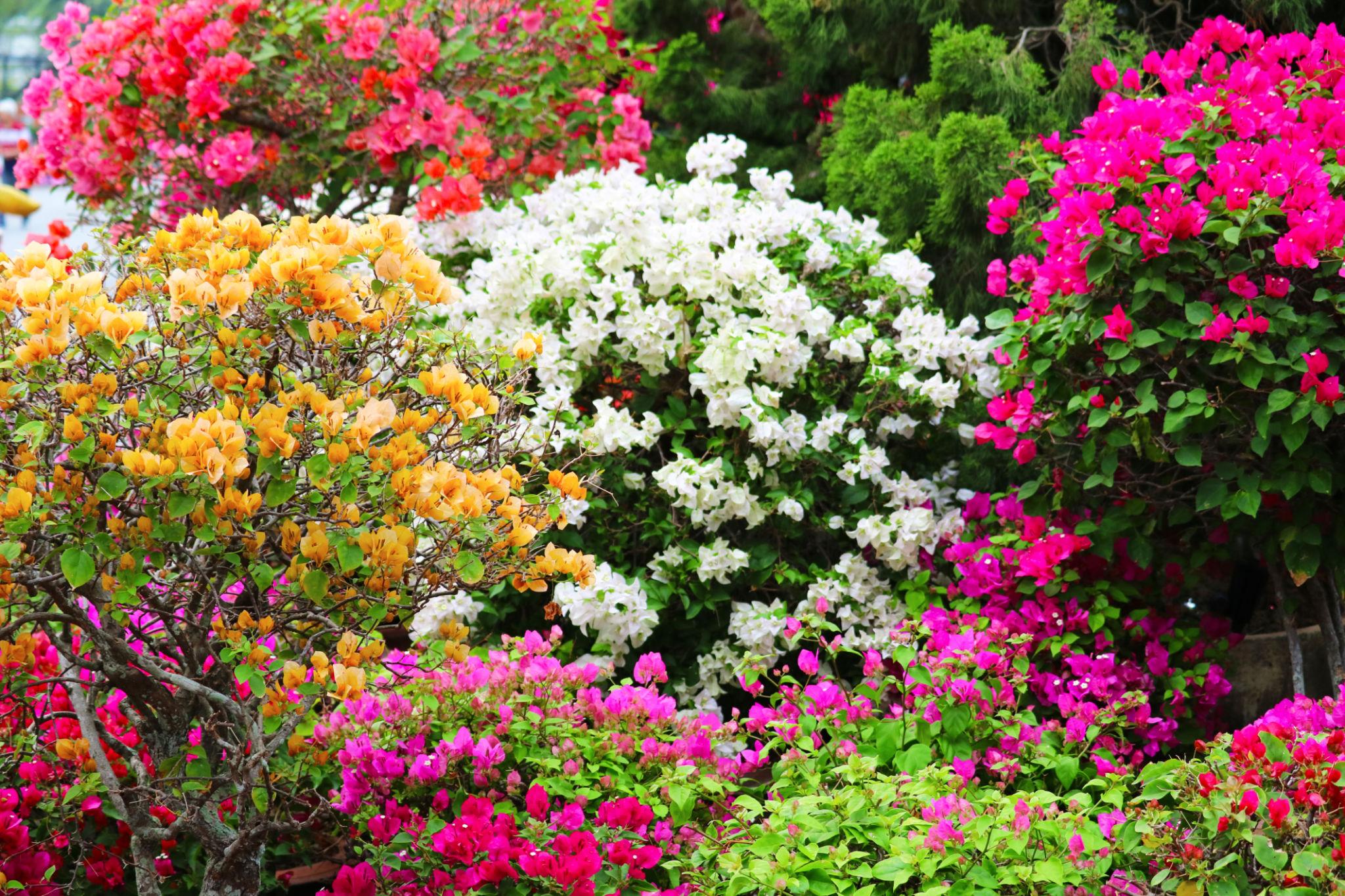 Bougainvillea (multiple colors)