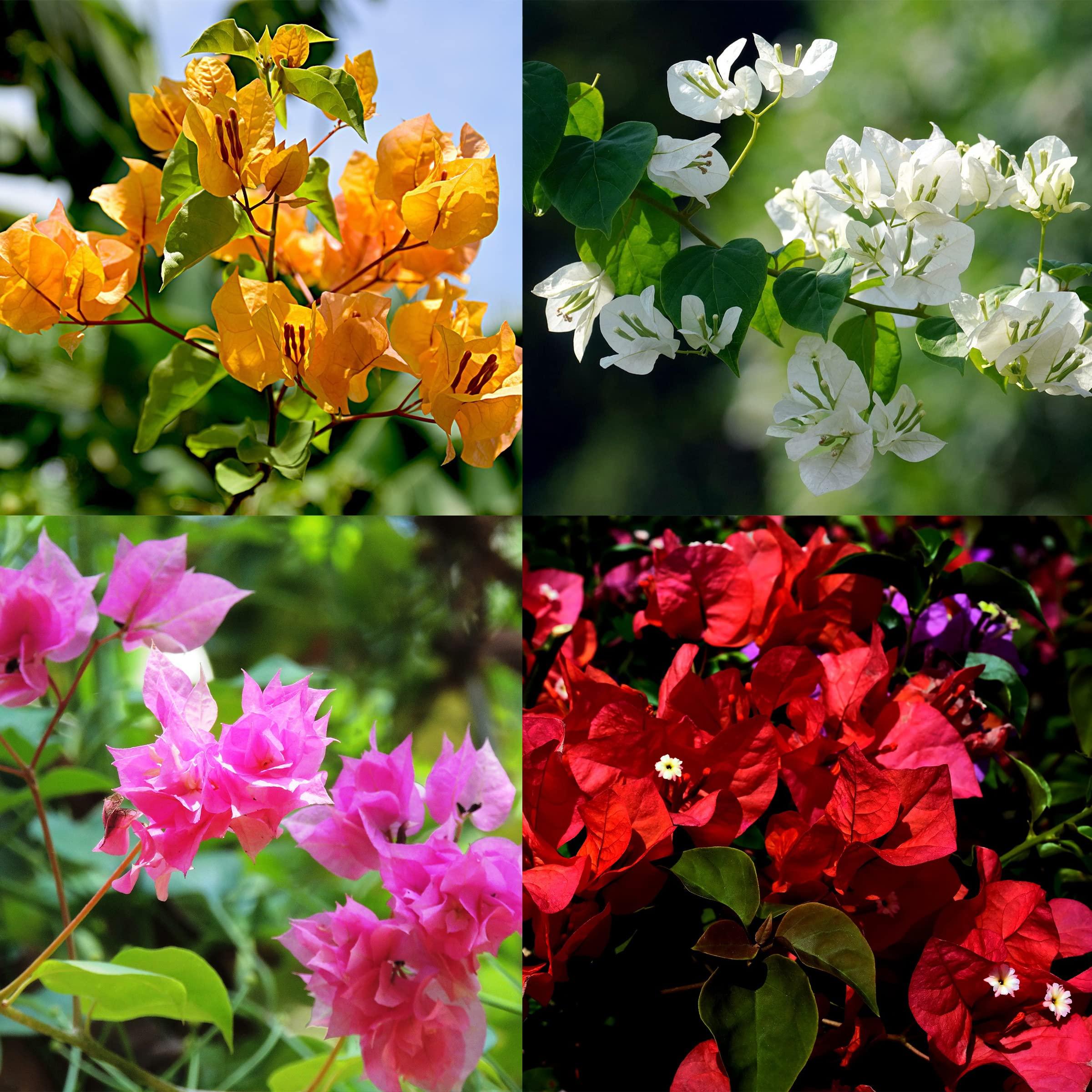Bougainvillea (multiple colors)